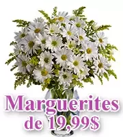 Marguerites