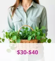 30$ - 40$ 