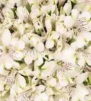 Bulk Alstroemeria