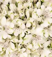 Alstroemeria En Vrac