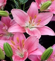 Bulk Lilies
