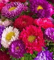 Chrysanthèmes En Vrac