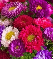 Bulk Chrysanthemums