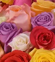 Roses En Vrac