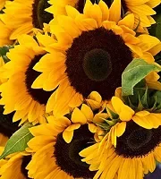 Bulk Sunflowers