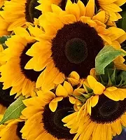Tournesols En Vrac