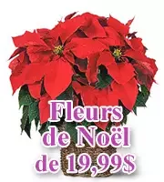 Corporate Christmas Flowers