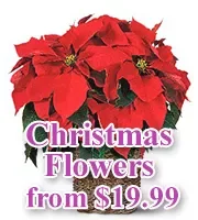 Christmas Flowers
