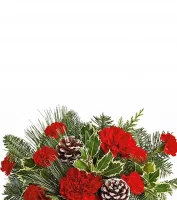 Fleurs de Noël