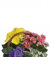 Housewarming Flowers & Gifts