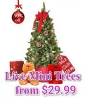 Live Mini Christmas Trees