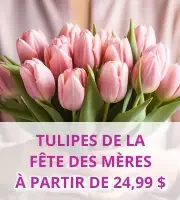 Tulipes pour la Fête des Mères