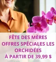 Orchidées de la Fête des Mères