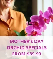 Mother's Day Orchids