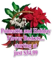 Corporate Christmas Poinsettias