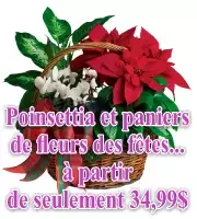 Corporate Christmas Poinsettias