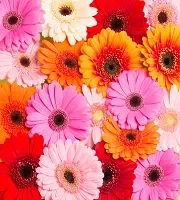 Bulk Gerberas