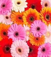 Gerberas En Vrac
