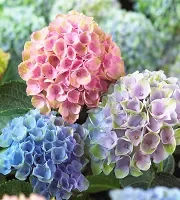 Bulk Hydrangea
