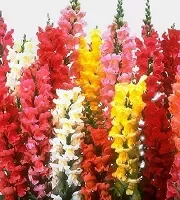 Bulk Snapdragons