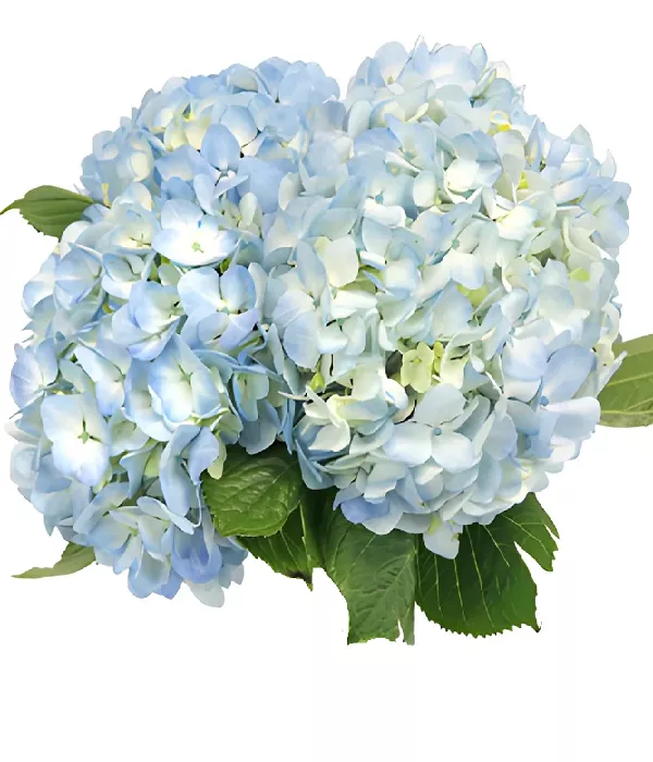 10 x Bulk Blue Hydrangea