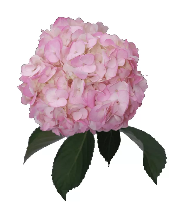 10 x Bulk Pink Hydrangea
