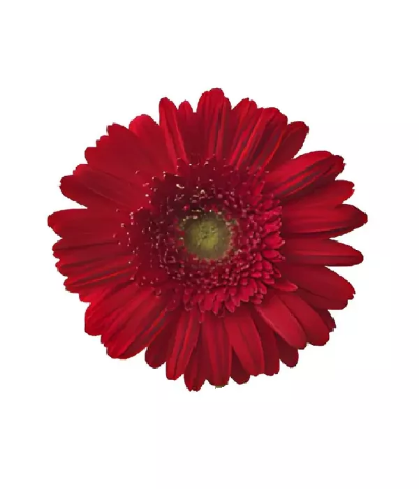 25 x Bulk Red Gerberas