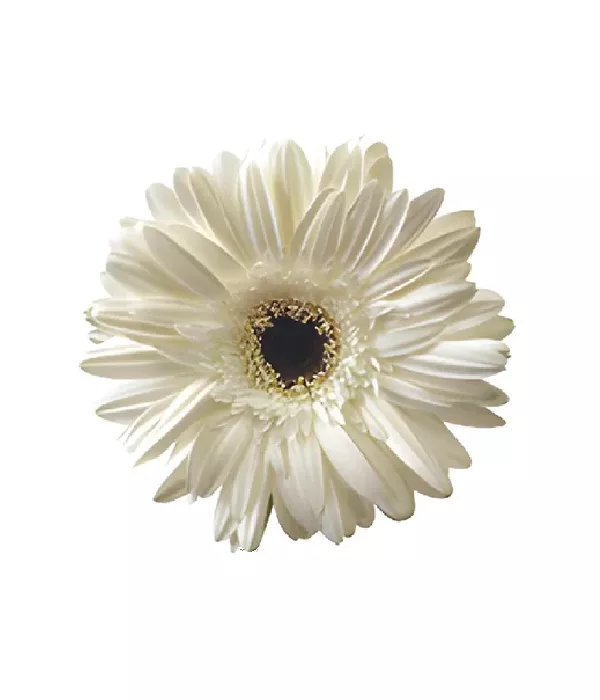 25 x Bulk White Gerbera