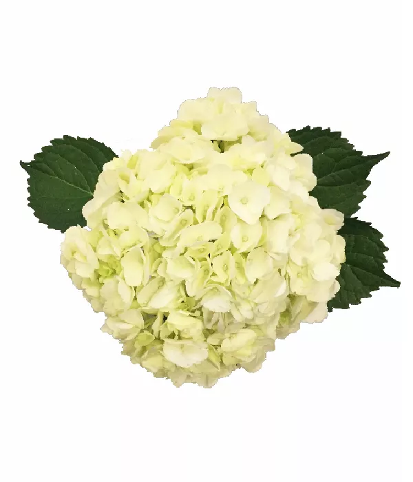 10 x Bulk White Hydrangea