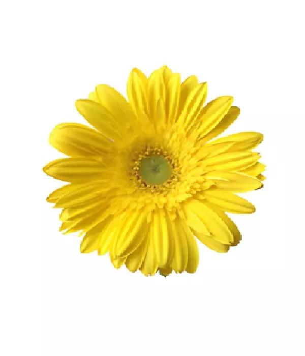 25 x Bulk Yellow Gerbera