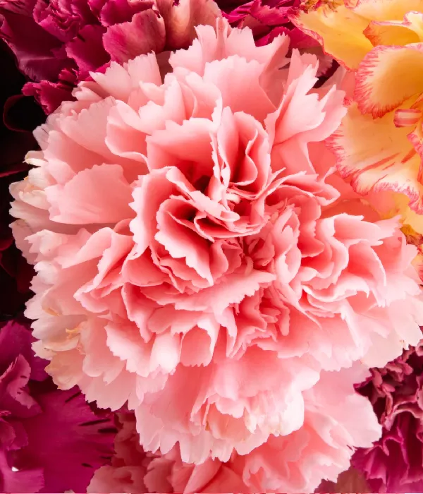 25 x Bulk Assorted Carnations