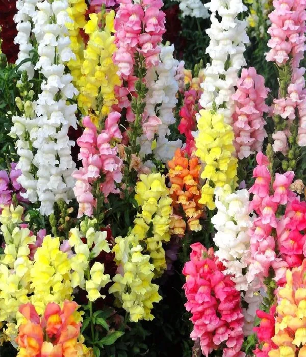 20 x Bulk Assorted Snapdragons