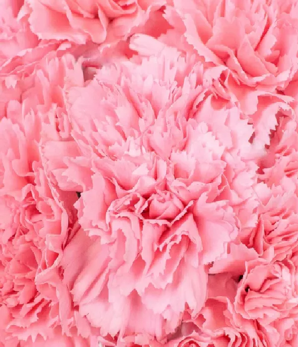 25 x Bulk Pink Carnations