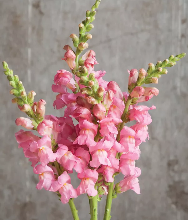 20 x Bulk Pink Snapdragons