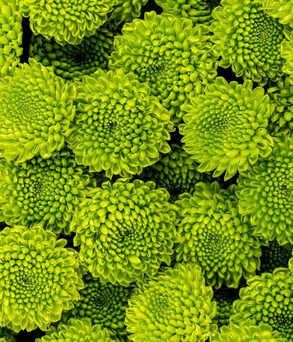 Bulk Green Button Spray Chrysanthemums