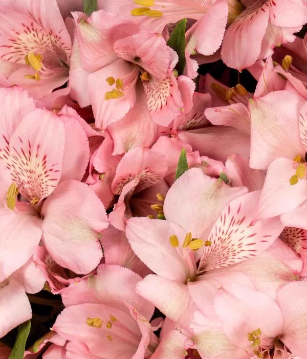 20 x Bulk Pink Alstroemeria