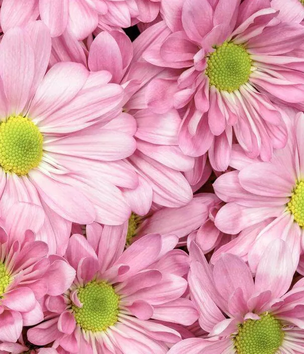 20 x Bulk Pink Spray Chrysanthemums