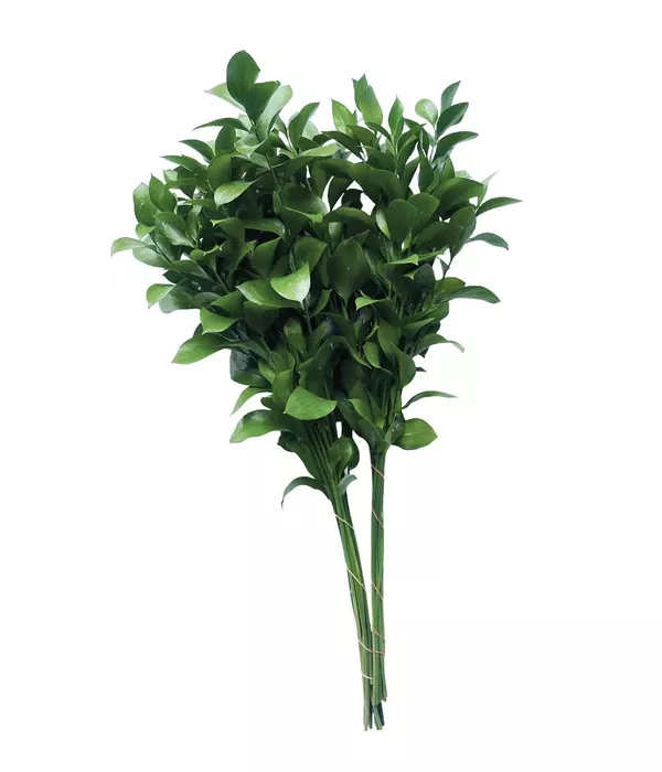 20 x Bulk Ruscus Israeli