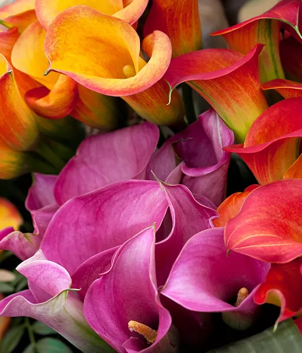 20 x Bulk Assorted Mini Calla Lilies