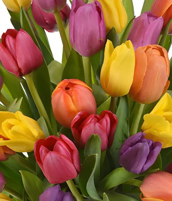 25 x Bulk Assorted Tulips