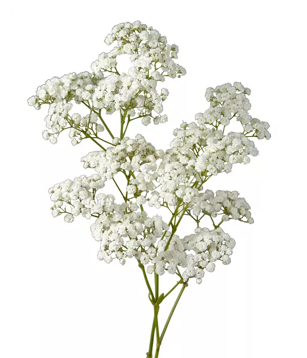 10 x Bulk Babys Breath
