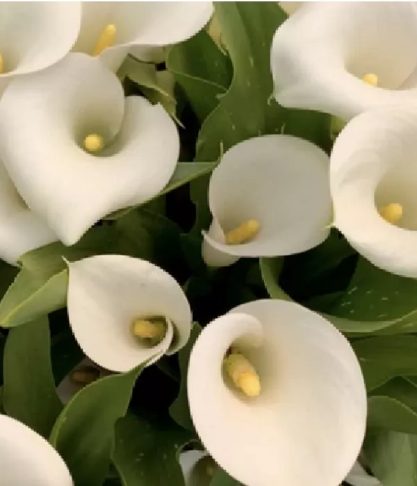 20 x Bulk White Calla Lilies