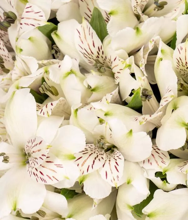 20 x Bulk White Alstroemeria