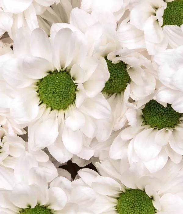 20 x Bulk White Chrysanthemum Daisies