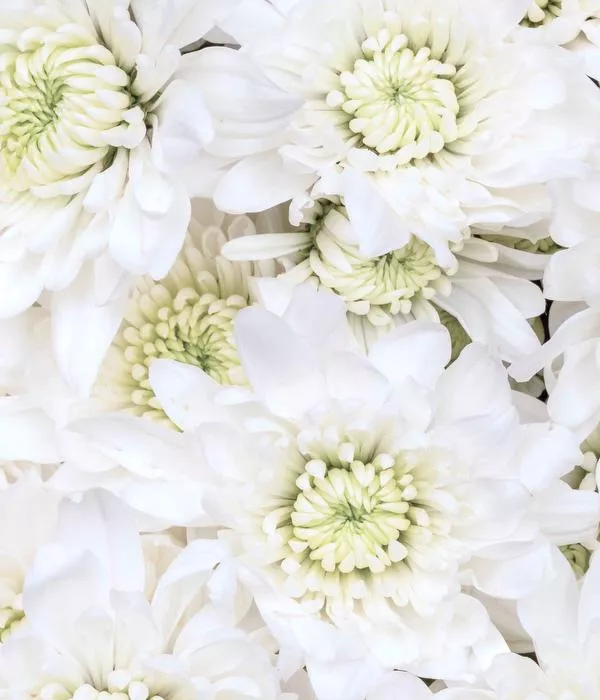 20 x Bulk White Spray Chrysanthemums