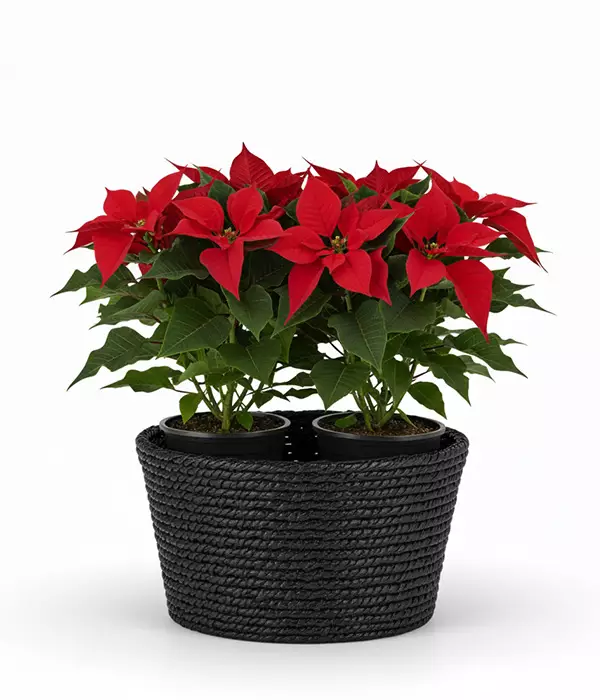 Elegant Poinsettia Basket