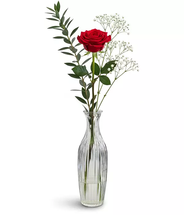 Red Rose in Bud Vase