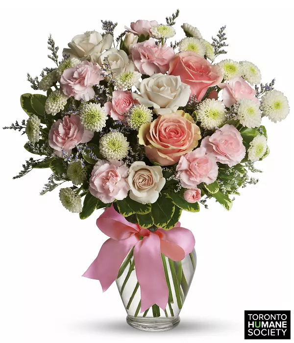 Toronto Humane Society Collection II