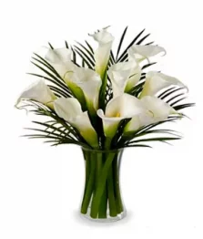 Dix superbes lys calla