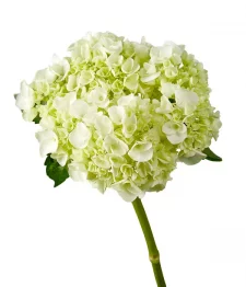 10 x Hortensias Verts En Vrac